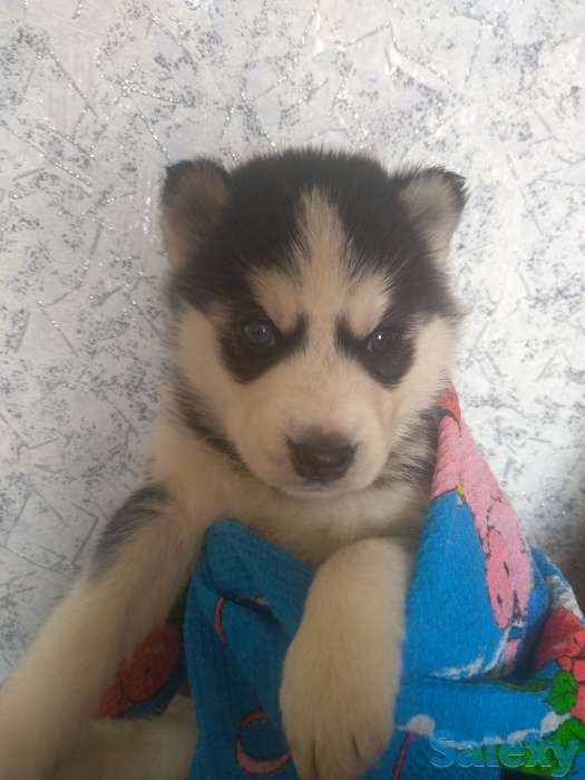 Продаю щенков сибирской хаски, фотография 4