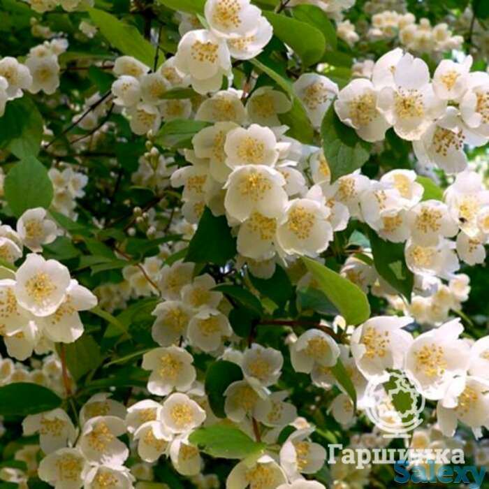 Чубушник венечный, фотография 1