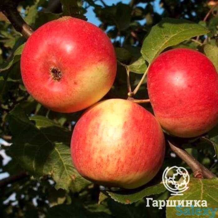 Яблоня скала, фотография 1