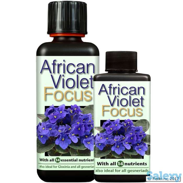 African Violet Focus, фотография 1