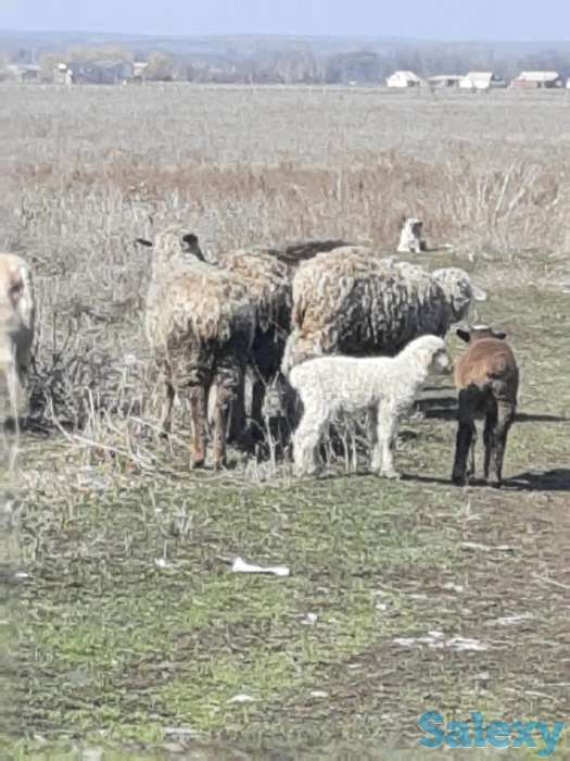 50 соток КХ Кошмамбет, фотография 5