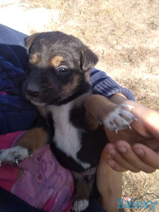 Отдам в хорошие руки, фотография 2