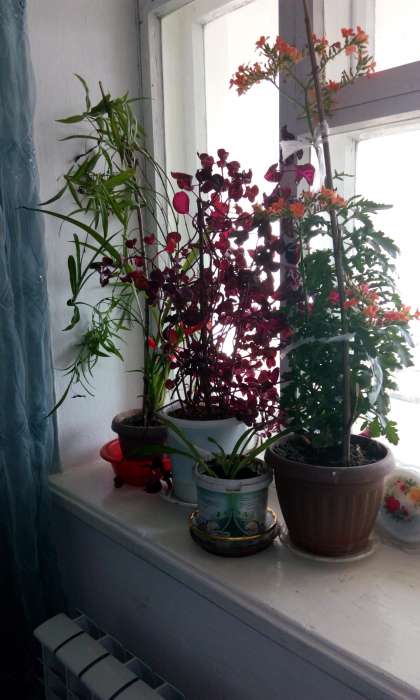 Домашние и офисные цветы, фотография 12