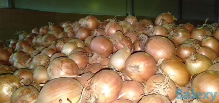 Продажа репчатого лука в больших объемах, урожай 2019 года, сортов «бурса- F1» и «братко F1», фотография 10
