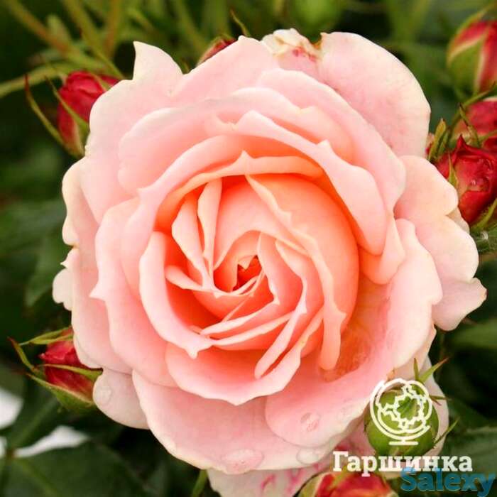 Роза кремоза, топалович, фотография 1