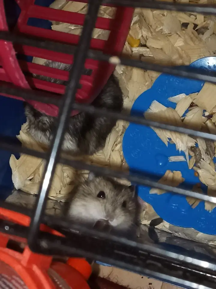 Джунгарские хомячки, фотография 1