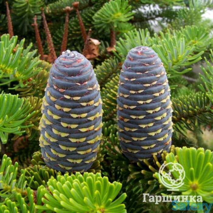 Пихта корейская, фотография 1