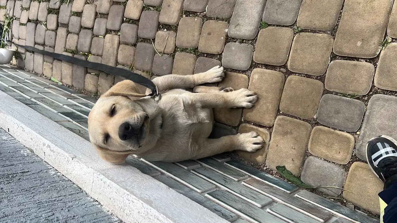 Продам щенка лабрадора, фотография 4