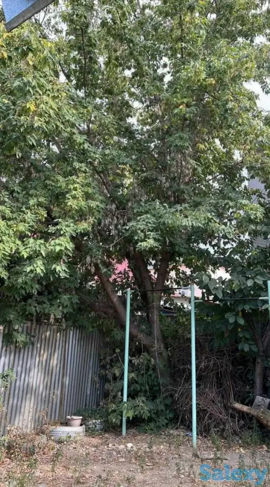 Спил деревьев по городу Алматы и Алматинской области, фотография 7