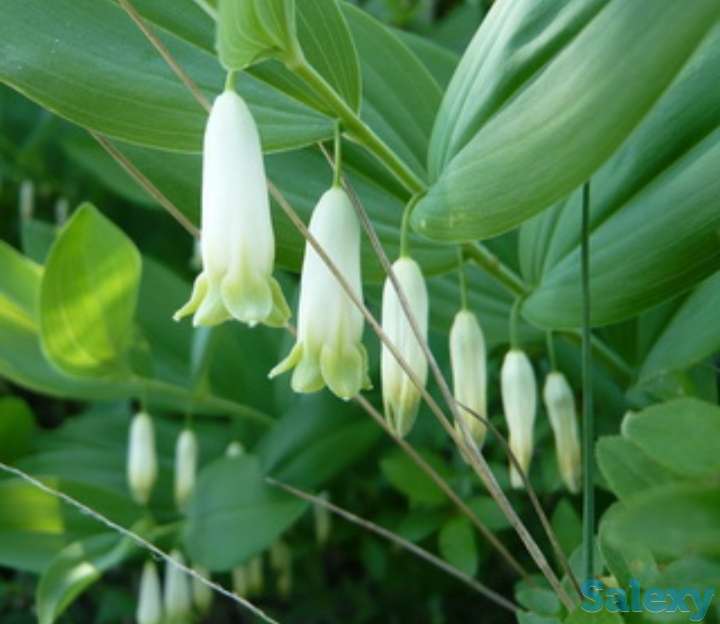 Цветы Купена - императорский колокольчик., фотография 1