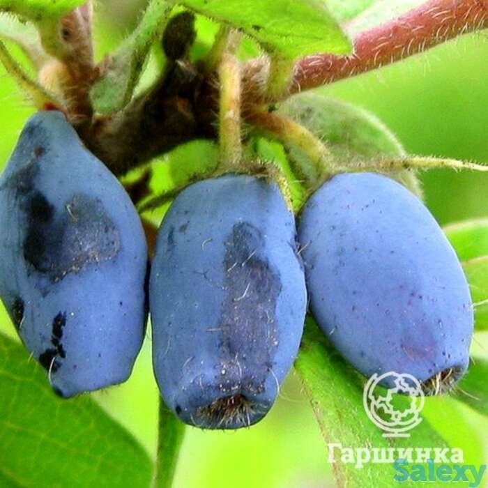 Жимолость Виола, фотография 1