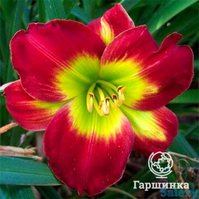 Лилейник кристмас из, фотография 1