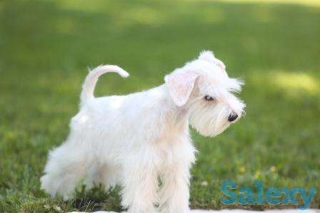 Щенки цвергшнауцера, фотография 2