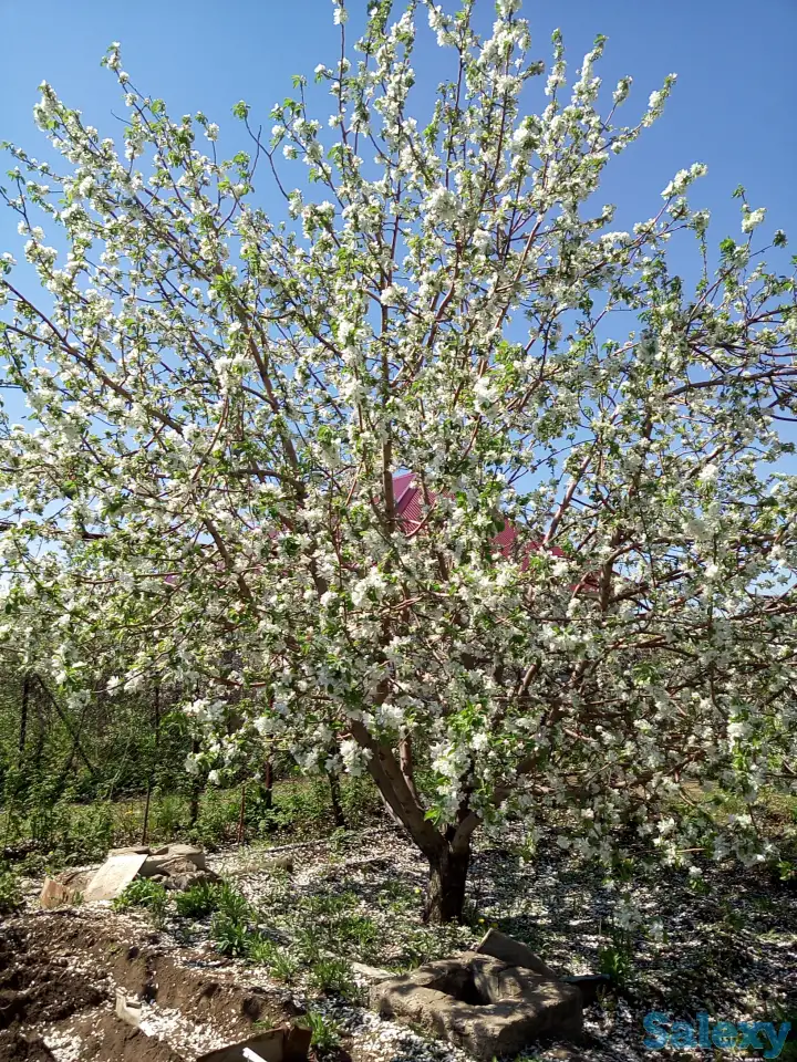 Садовый участок в ПСТ Локомотив в р-н рынка  Золотая чаша, фотография 2