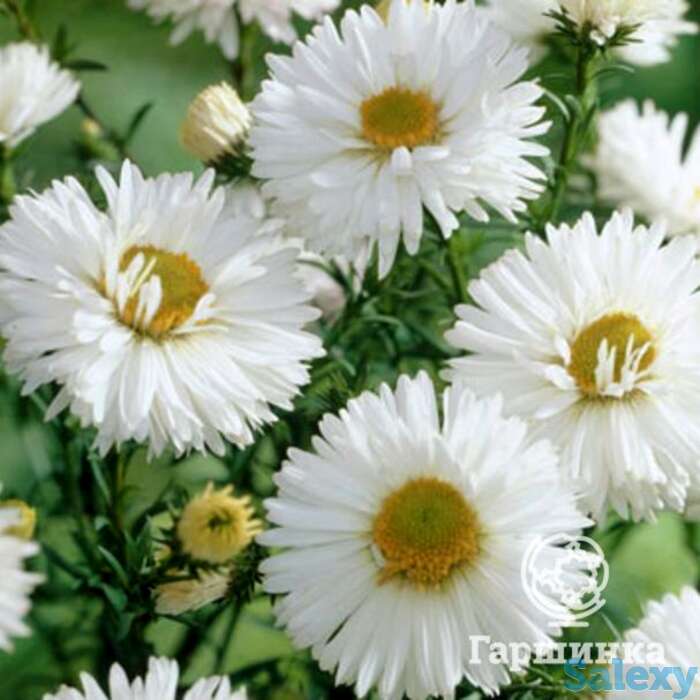 Астра новобельгийская Вайт Ледиз, фотография 1