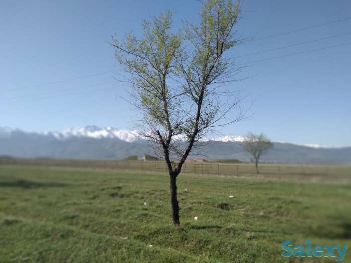 Дача в аренду.  Иссык., фотография 4