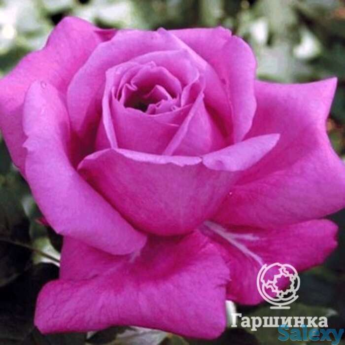 Роза виолет парфюм/мелоди парфюм чайно-гибридная, топалович, фотография 1