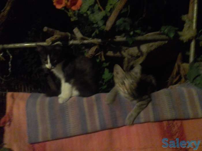 Отдадим ласковых,  добрых, ручных котят  даром в надежные , заботливые , добрые руки.  Знают двор, не боятся собак., фотография 4