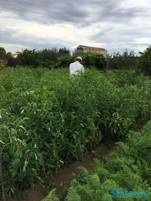 Продам дачу в обществе Союз, фотография 2