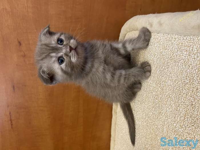 Котята вислоухие, фотография 6