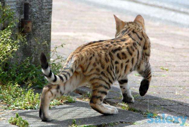 Египетская Мау - ведется запись на котят, фотография 2