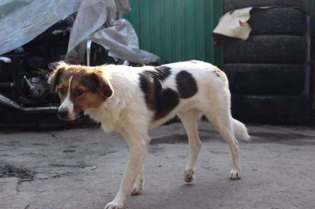 Гром ищет заботливых хозяев и дом, фотография 3