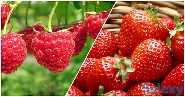 Продам свежую малину и клубнику, фотография 1