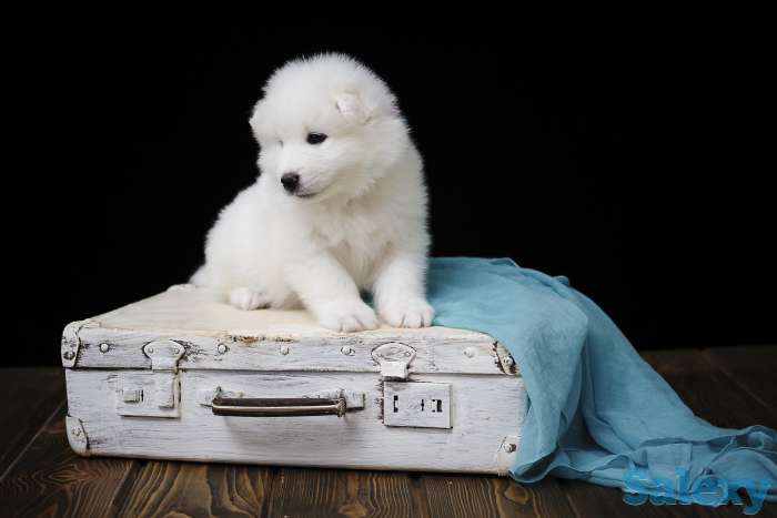 Продам щенков самоеда, фотография 3