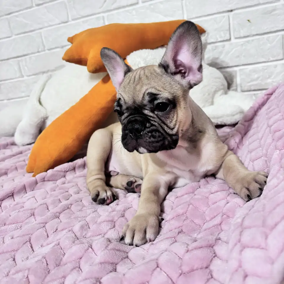 Продам щенка французского бульдога, фотография 1
