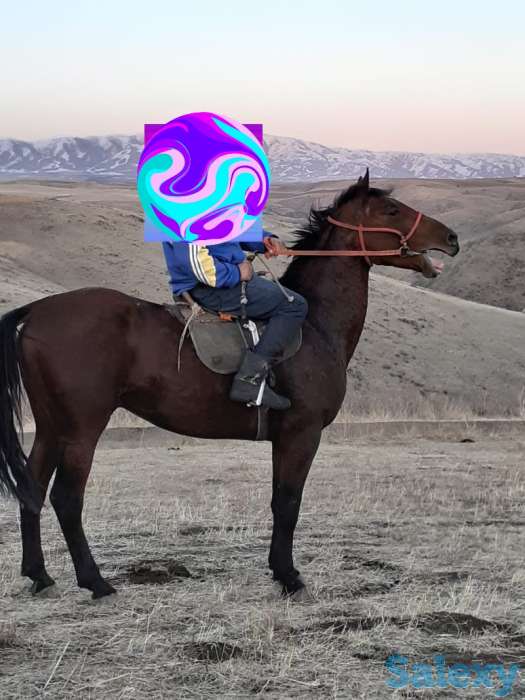 Продам лошадь, фотография 1