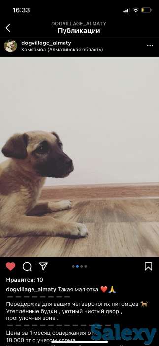 Отдам щенка в хорошие руки!, фотография 1