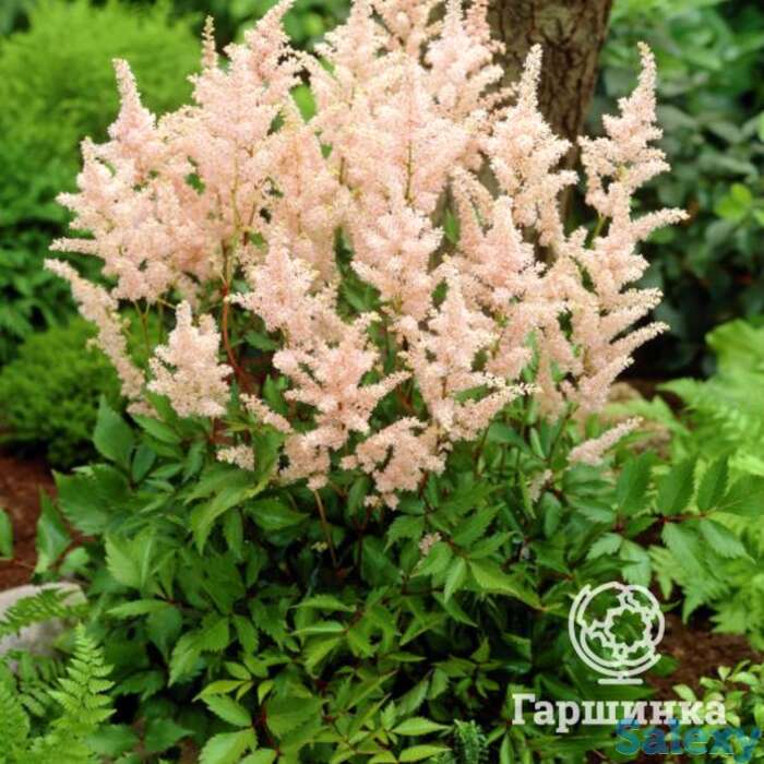 Астильба японская Пич Блоссум, фотография 1