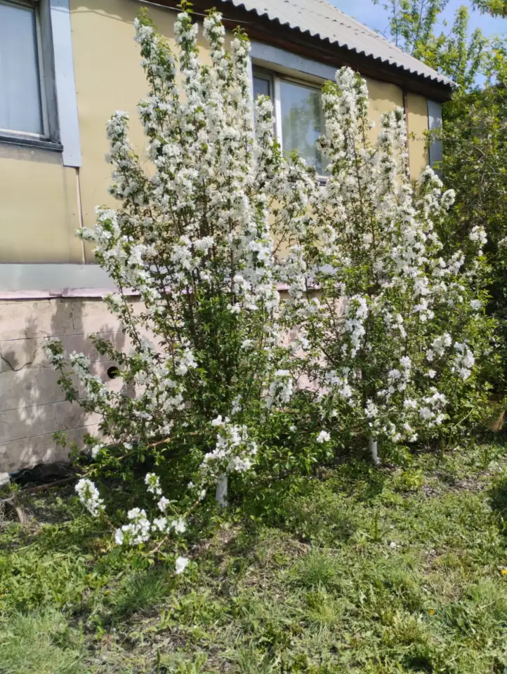 Продам дом, Шартандинская 1, фотография 2