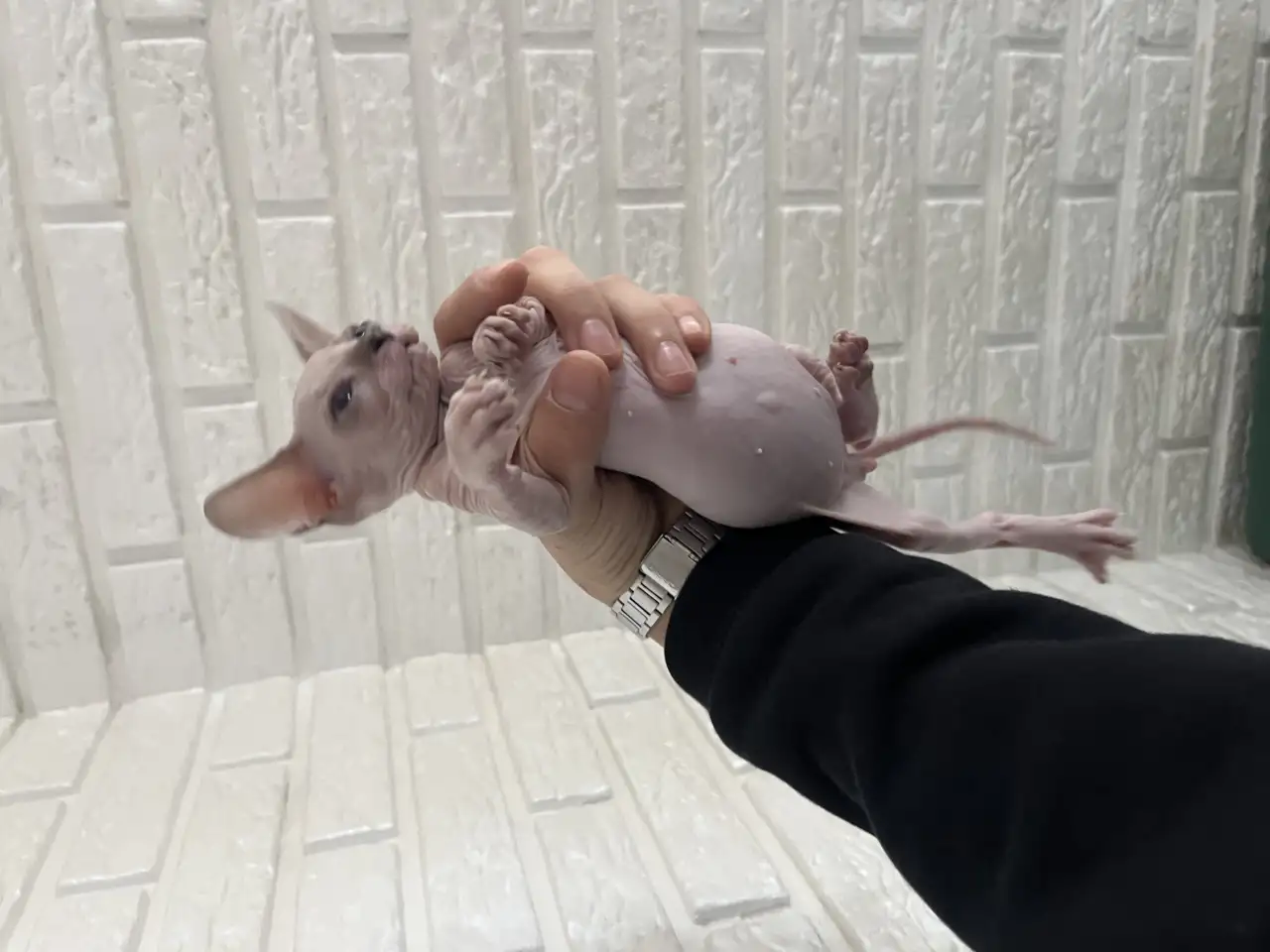 Продам котенка донского сфинкс, фотография 1