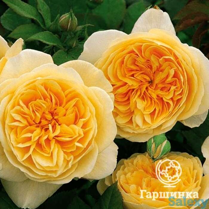 Роза грехам томас, д.остин кустарниковая, фотография 1