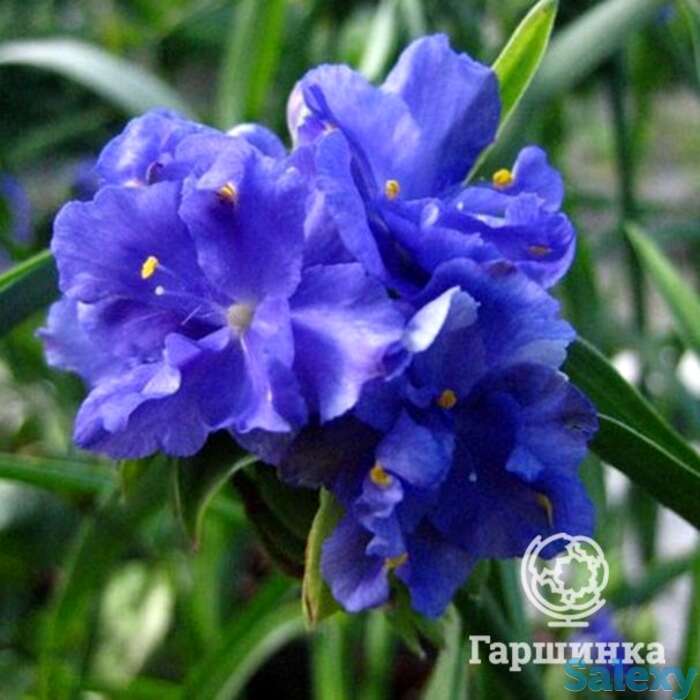 Традесканция Церулеа плена, фотография 1