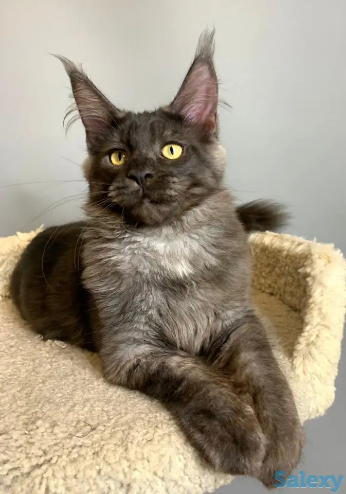 Мальчик мейнкун, фотография 5