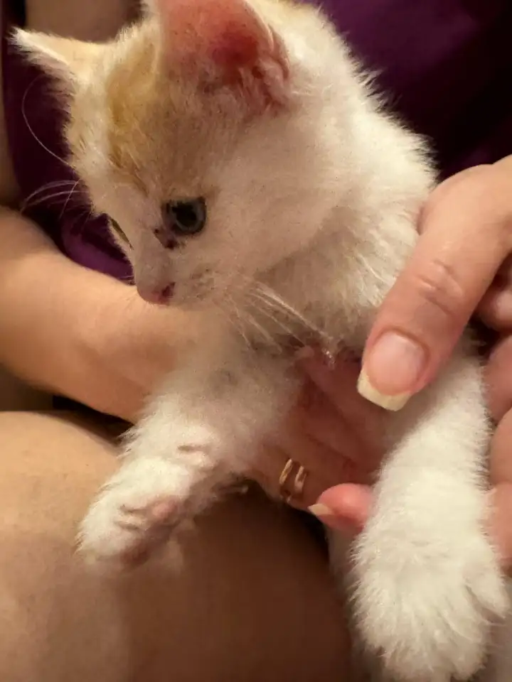 Отдам котят в хорошие руки, фотография 14