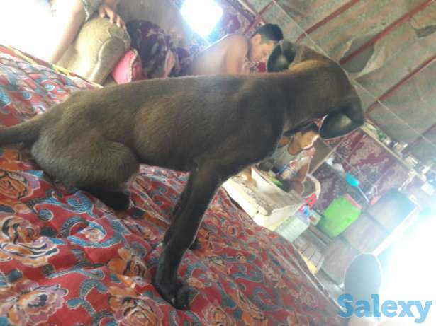 Чистокровный таз ,девочка, фотография 1