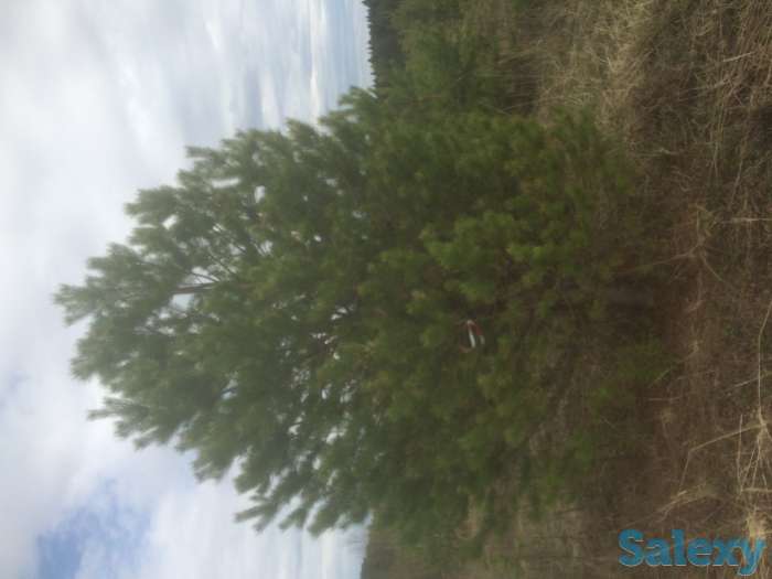 Саженцы крупномеры ель, сосна, береза, фотография 4