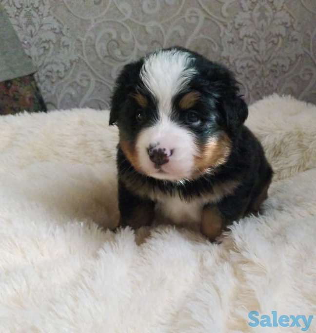 Продаются щенки Бернский зенненхунд, фотография 2