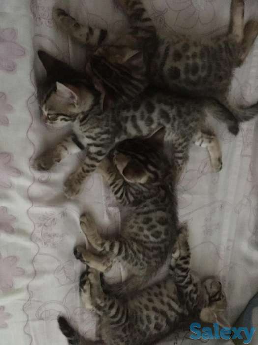 Бенгальские котята, мальчики, фотография 2