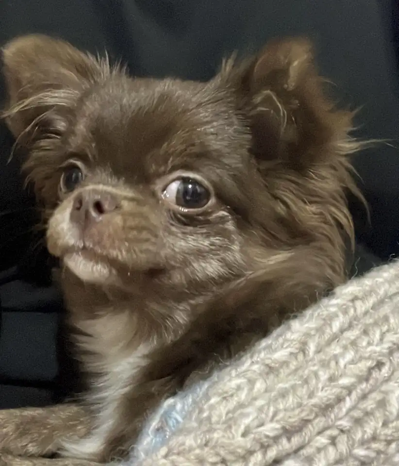 Щенок чихуахуа Длиношерстная, фотография 3