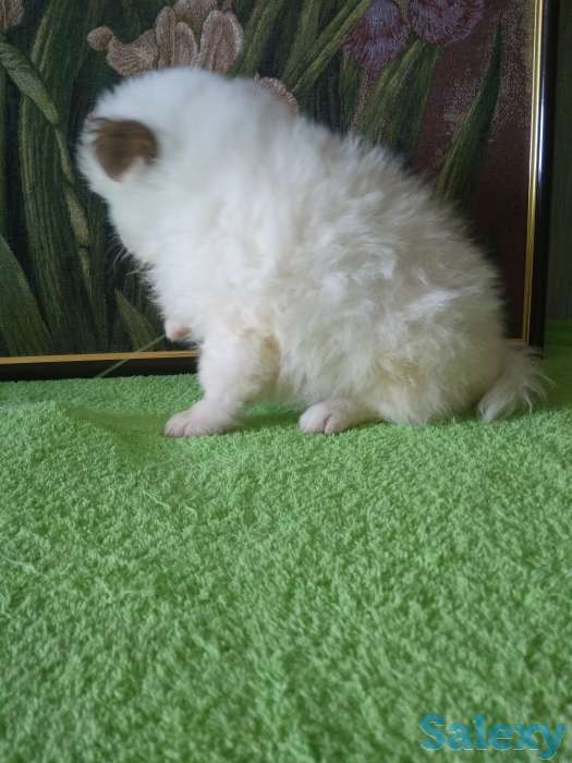 Продам мальчишек шпицов, фотография 5