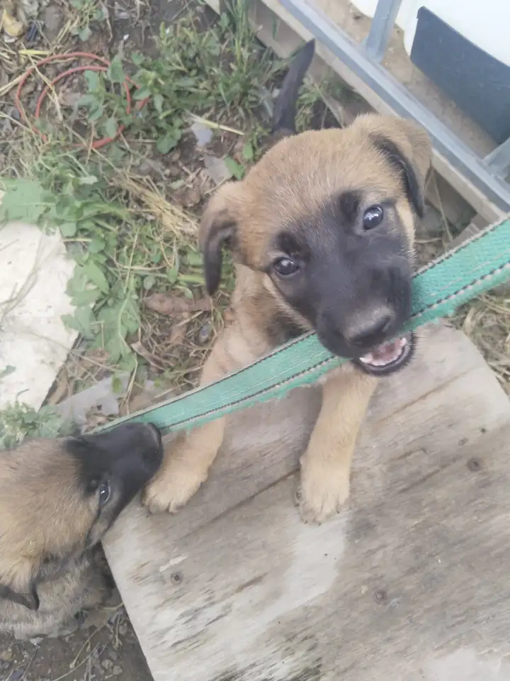 Щенки бельгийской овчарки, фотография 4