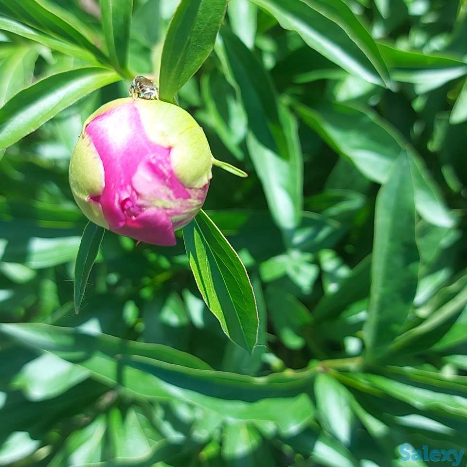 Пионы букеты Пионы с сада, фотография 6