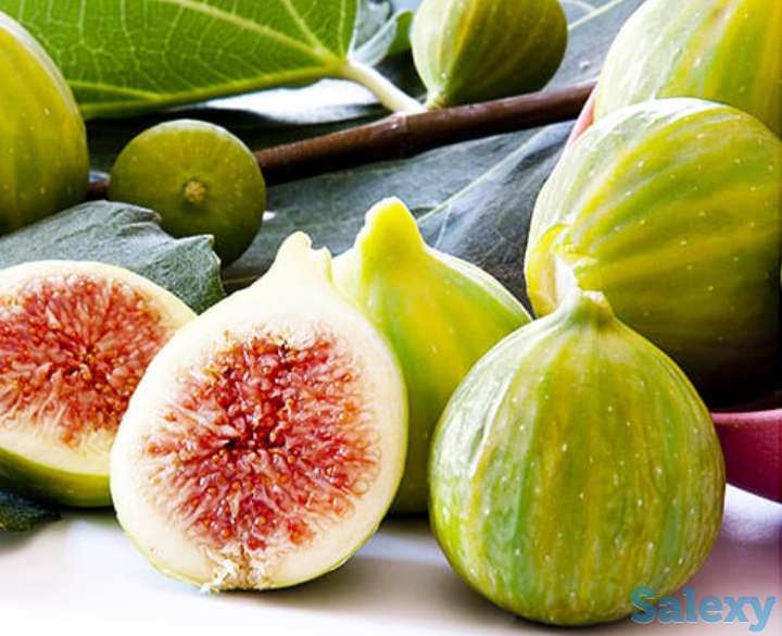 Саженец инжира 