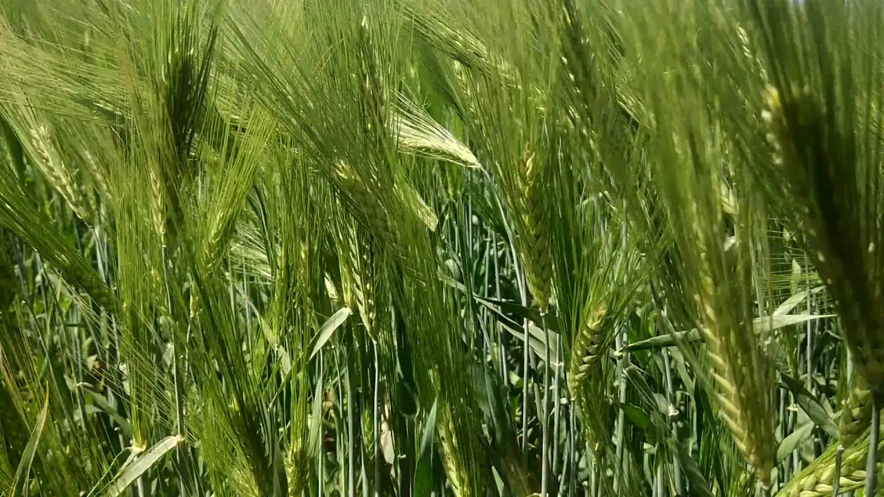 Продаю Ячмень Сорт Атлин Канадский В Меркенском районе, фотография 6