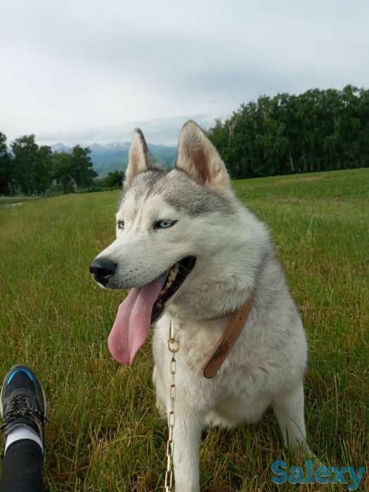 Продам чистокровную хаски  2гола все вопросы по телефону, фотография 3