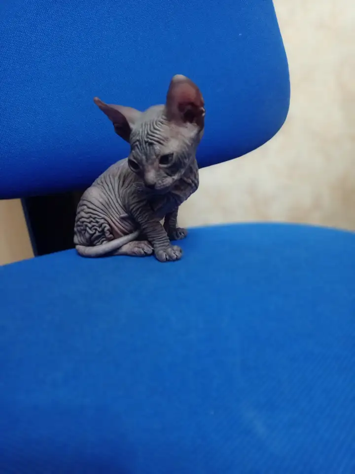 Очень ласковая кошечка сфинкс, ждёт своих хозяев!!!, фотография 5